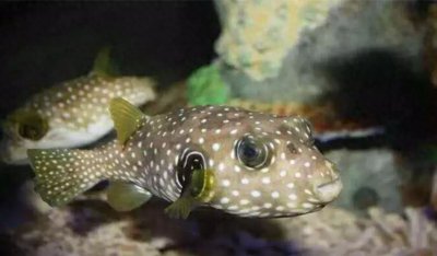 ​丑萌丑萌的鱼～小狗头鱼