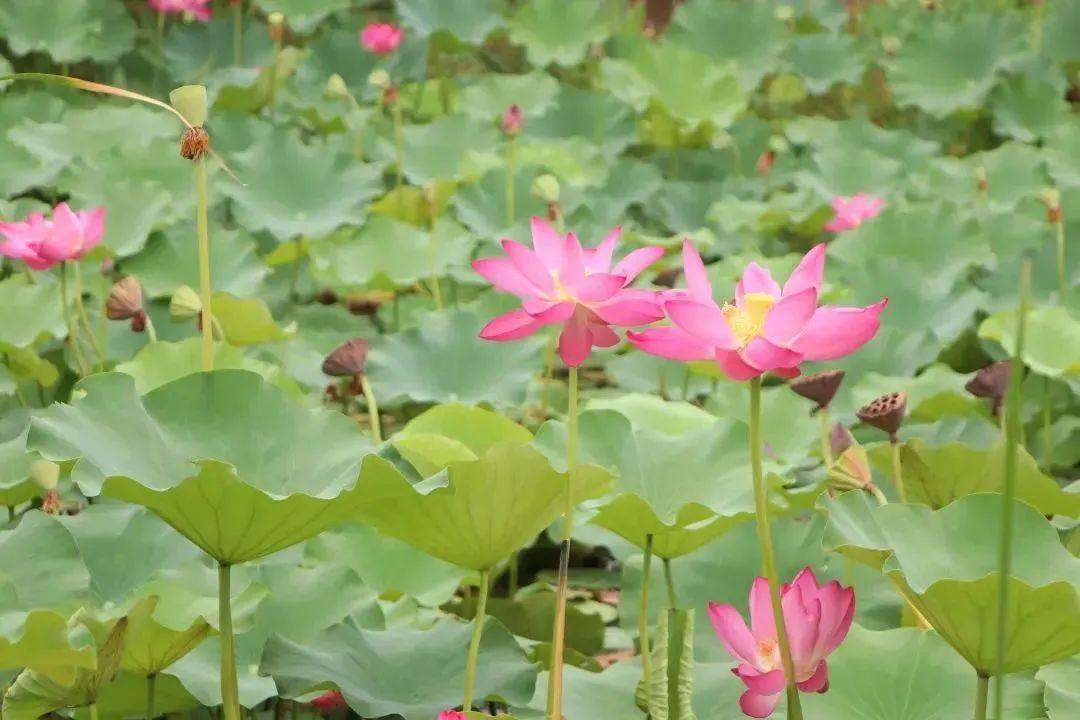 渭南公园有哪些(渭南哪个公园最好最好玩)