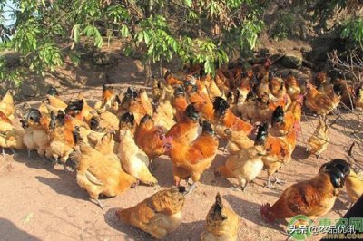 ​黄凤鸡的品种特征和生产性能如何