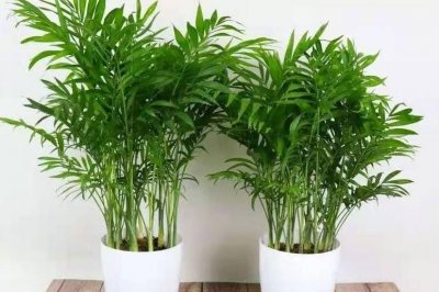 ​让散尾竹枝繁叶茂的养殖方法和技巧