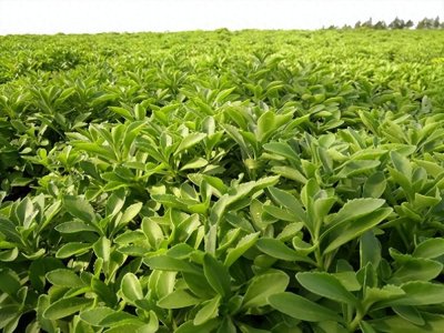 ​养心菜曾被当野菜吃，钙含量堪比钙片，如今种植亩产超10000元？