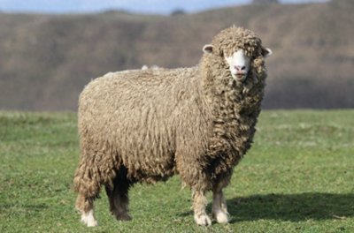 ​毕节市农科院选育的贵乾半细毛羊入选 2024年版《国家畜禽遗传资源品种名录》