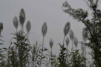 ​生态湿地七桥瓮