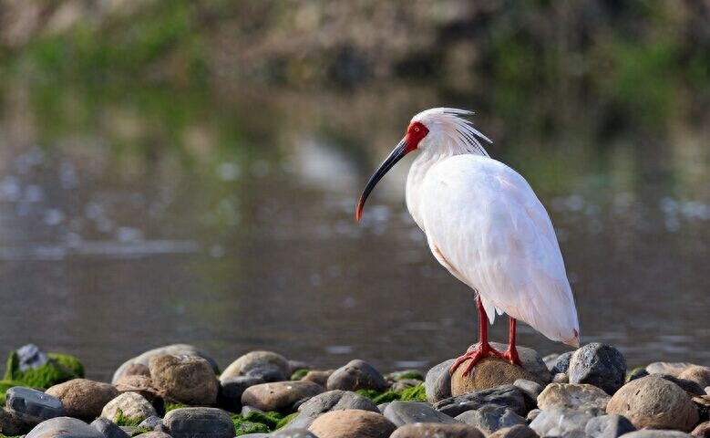 东方宝石:朱鹮,古老的鸟仙,在日本已经灭绝!