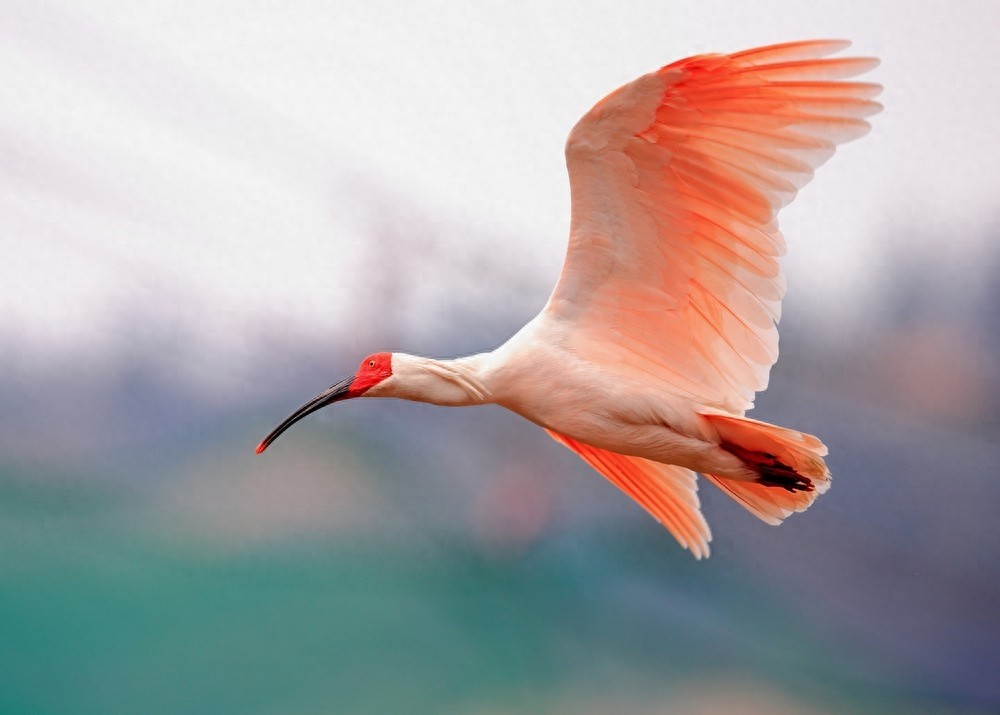 东方宝石:朱鹮,古老的鸟仙,在日本已经灭绝!