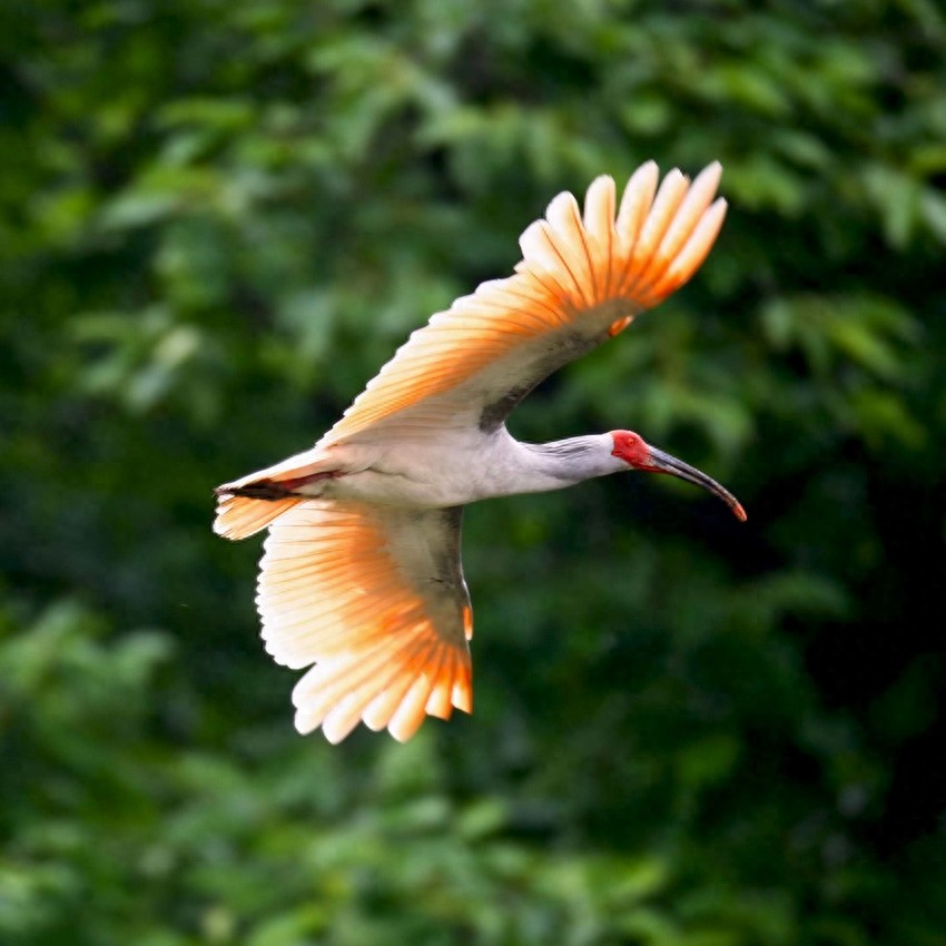 东方宝石:朱鹮,古老的鸟仙,在日本已经灭绝!