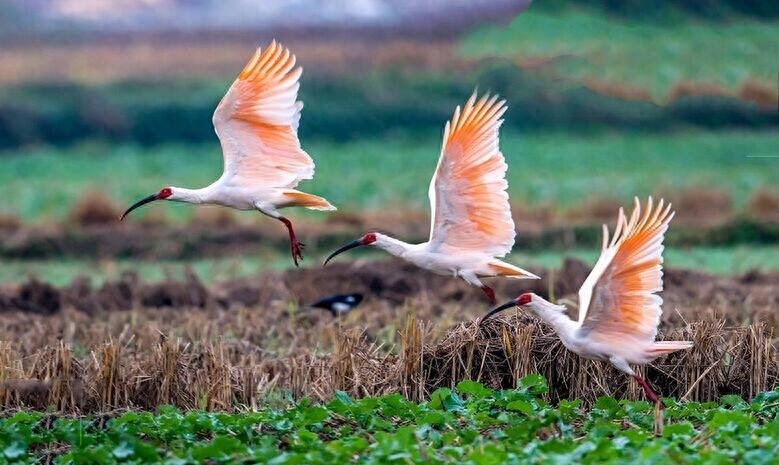 东方宝石:朱鹮,古老的鸟仙,在日本已经灭绝!