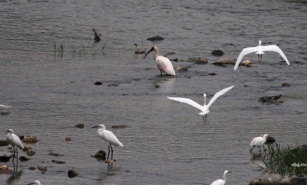 东方宝石:朱鹮,古老的鸟仙,在日本已经灭绝!