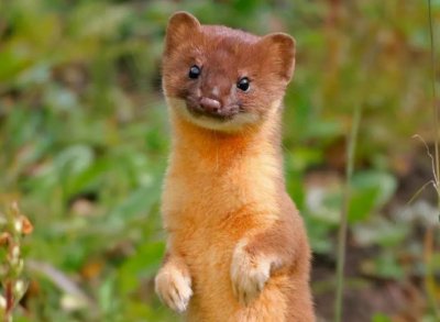 ​黄鼠狼真是“仙”？河南一地发生黄鼠狼“讨封”，这是真是假？