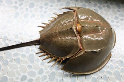 ​存活了4亿年的蓝血生物，扛过几次生物大灭绝，因保护人类而濒危