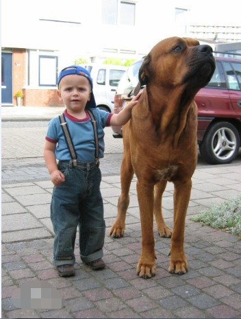 抗日战争日军带到中国的猛犬：日本土佐烈性犬
