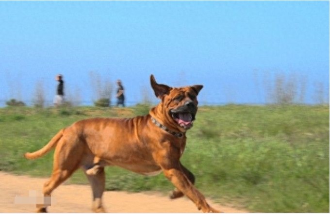 抗日战争日军带到中国的猛犬：日本土佐烈性犬