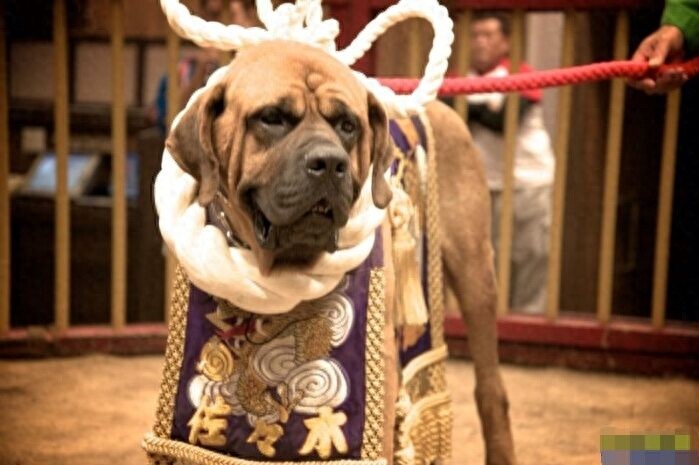 抗日战争日军带到中国的猛犬：日本土佐烈性犬