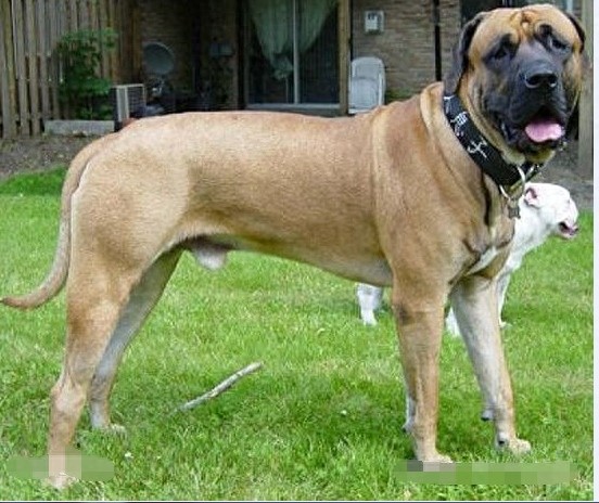 抗日战争日军带到中国的猛犬：日本土佐烈性犬