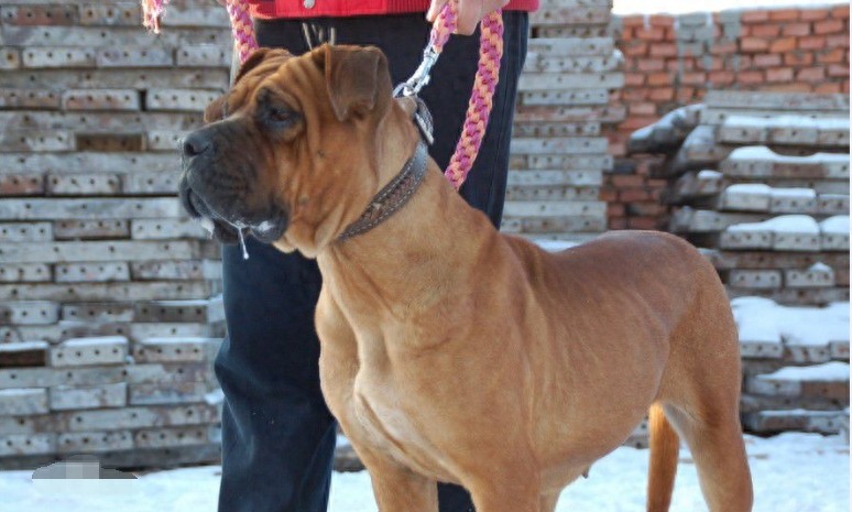 抗日战争日军带到中国的猛犬：日本土佐烈性犬