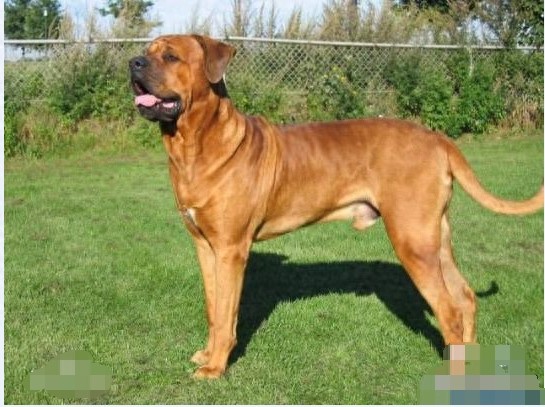 抗日战争日军带到中国的猛犬：日本土佐烈性犬