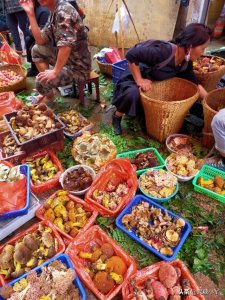 ​云南农村山上的野生菌，以下图片中吃过十种以上的，算你牛