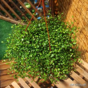 ​老吊兰养腻了？试试这几个吊兰新品种，造型新颖，好看又好养！