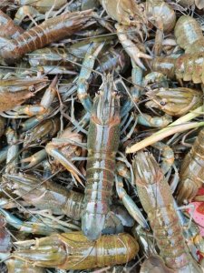 ​盘锦市红螯螯虾养殖喜获成功