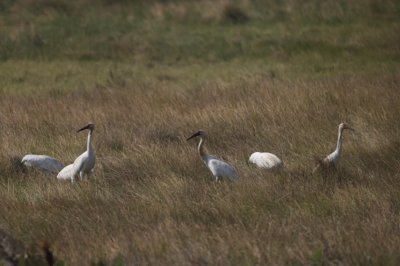​白鹤首现山口红树林保护区