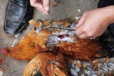 ​阉鸡后经常出现鸡死亡，老兽医手把手教你阉鸡技术与图文详解！收藏
