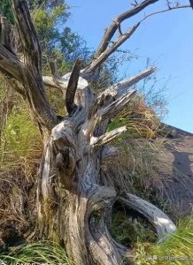 ​30种木头的密度、原产地、名贵程度及特性介绍