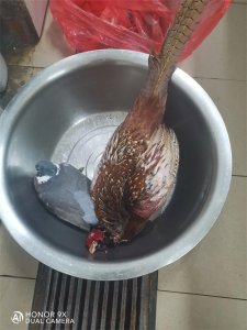 ​出国务工能挣到钱吗？我的国外务工经历见闻：可能是你想了解的！