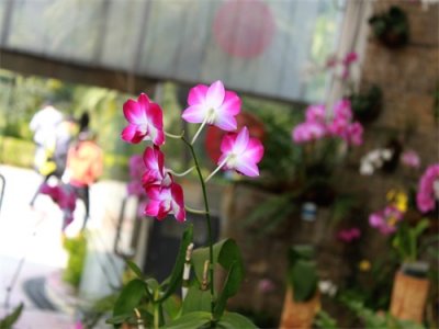 ​花木春秋35：蝴蝶石斛｜改革开放后引进。又称泰国兰，假蝴蝶兰