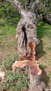 ​传说中的辟邪“神木”一一雷击木