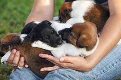 ​第一窝小狗的去留之谜