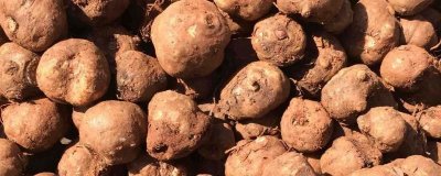 ​魔芋市场价多少一斤，