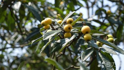 ​甜蜜来袭！苏州东山白