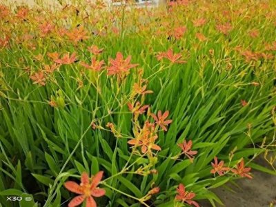 ​农村又一“暴利”药材