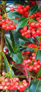 ​接骨医生李耀宏的传奇故事