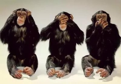 ​今年特别火的“三不猴