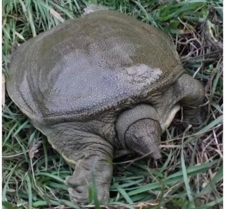 ​聊斋故事：八大王