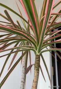 ​绿植“千年木”，能养