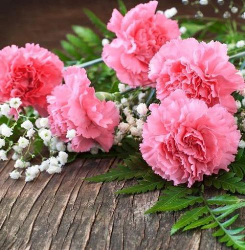 粉红色康乃馨代表什么象征意义？康乃馨代表什么象征意义简短-第1张图片-