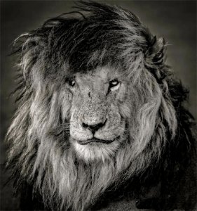 ​狮王刀疤：狮群称王达