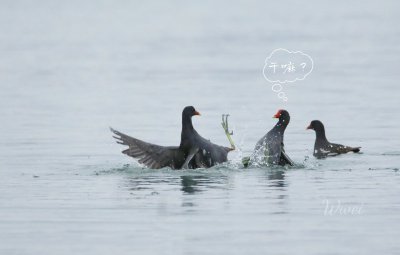 ​组图｜看，松雅湖上黑