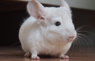 ​粉白龙猫的简介-粉白龙