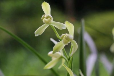 ​喜欢兰花，不如养盆精