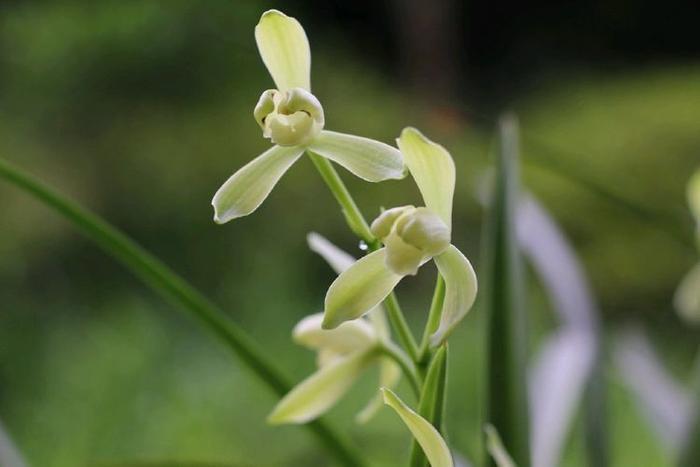 喜欢兰花，不如养盆精品名兰铁骨素梅，花色清澈靓丽，如泉水般清