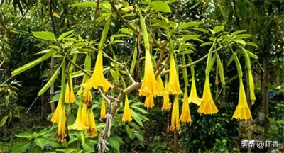 ​县处级(县长)与乡科级