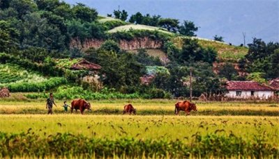 ​真实的乡村生活就应该