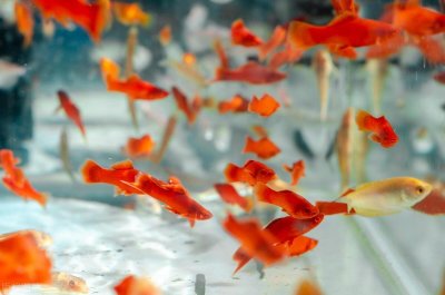 ​养鱼多久换一次水好？