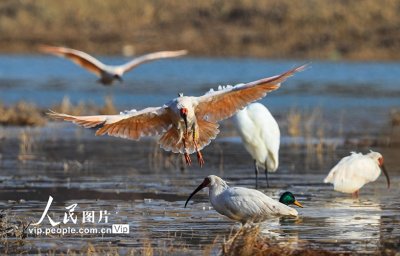 ​陕西咸阳：朱鹮在秦岭