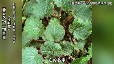 ​你吃过虎耳草吗？春天