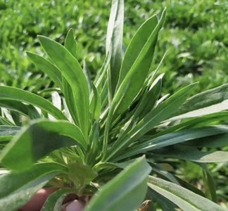 ​被李时珍盛赞的野菜，