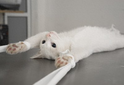 ​猫咪绝育后想告诉你的